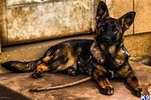 german shepherd puppy posted by Yosemite _Shepherds
